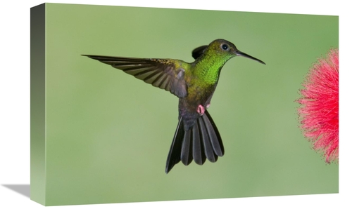 Global Gallery GCS-397335-1218-142 12 x 18 in. Red-Footed Plumeleteer 