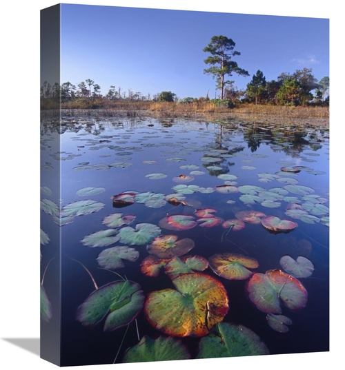 Global Gallery GCS-452161-1216-142 12 x 16 in. Waterlilies in Pond&#44