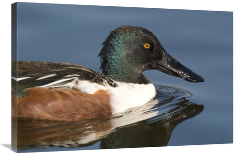 Global Gallery GCS-397395-2436-142 24 x 36 in. Northern Shoveler Male 