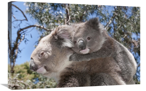 Global Gallery GCS-395633-2030-142 20 x 30 in. Koala Mother Carrying Y