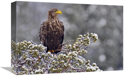 Global Gallery GCS-398055-1218-142 12 x 18 in. White-Tailed Eagle,