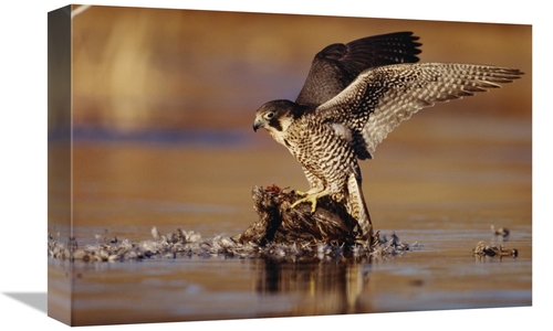 Global Gallery GCS-397026-1218-142 12 x 18 in. Peregrine Falcon Adult 