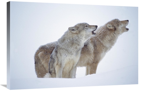 Global Gallery GCS-396794-2436-142 24 x 36 in. Timber Wolves Close-Up 