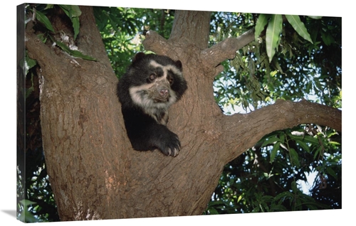 Global Gallery GCS-451508-2436-142 24 x 36 in. Spectacled Bear Resting