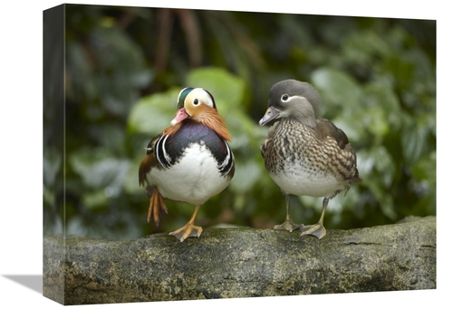 Global Gallery GCS-396501-1216-142 12 x 16 in. Mandarin Duck Male & Fe