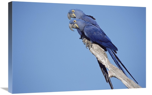 Global Gallery GCS-451469-2030-142 20 x 30 in. Hyacinth Macaw Pair in 