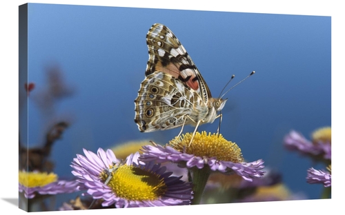 Global Gallery GCS-452029-2030-142 20 x 30 in. Painted Lady Butterfly 