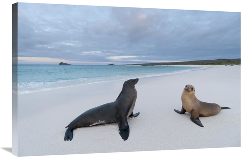 Global Gallery GCS-395623-2436-142 24 x 36 in. Galapagos Sea Lion Pair