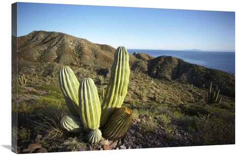 Global Gallery GCS-395630-2436-142 24 x 36 in. Cardon Cactus in Dry Ar