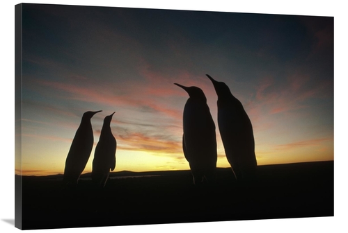 Global Gallery GCS-451112-40-142 40 in. King Penguins & Austral Summer