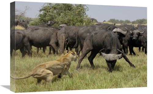 Global Gallery GCS-397902-1624-142 16 x 24 in. African Lion Fending Of