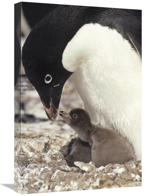 Global Gallery GCS-451257-1624-142 16 x 24 in. Adelie Penguin Chick Be