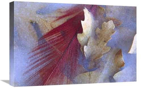 Global Gallery GCS-396643-1624-142 16 x 24 in. Northern Cardinal Feath