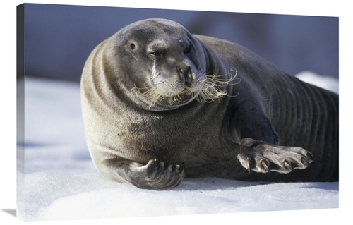 Global Gallery GCS-451185-2436-142 24 x 36 in. Bearded Seal Resting on