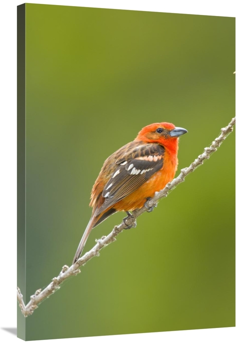 Global Gallery GCS-397294-2436-142 24 x 36 in. Flame-Colored Tanager M