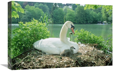 Global Gallery GCS-452382-1624-142 16 x 24 in. Mute Swan Parent & Chic