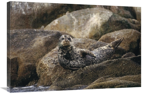 Global Gallery GCS-452723-2436-142 24 x 36 in. Harbor Seal Resting on 