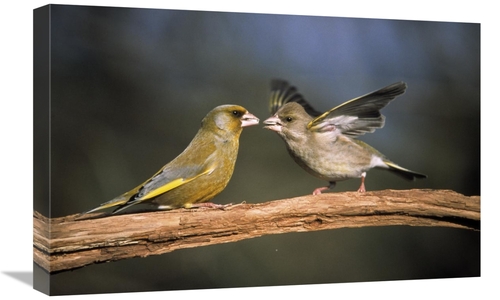Global Gallery GCS-453596-1624-142 16 x 24 in. European Greenfinch Mal