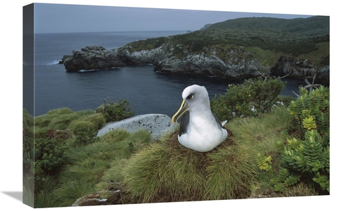 Global Gallery GCS-451667-1624-142 16 x 24 in. Bullers Albatross Nesti