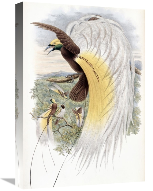 Global Gallery GCS-277776-22-142 22 in. Papuan Bird of Paradise Art Pr