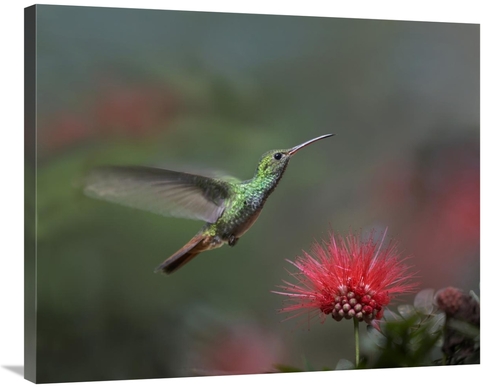 Global Gallery GCS-396566-2835-142 28 x 35 in. Rufous-Tailed Hummingbi