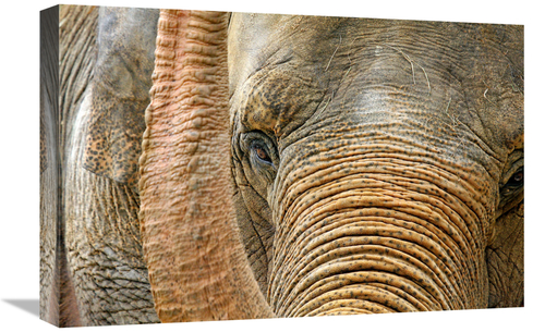 Global Gallery GCS-486535-22-142 22 in. Ready for my Close Up Art Prin