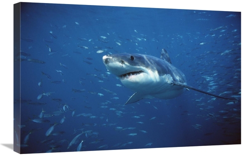 Global Gallery GCS-397971-2030-142 20 x 30 in. Great White Shark Swimm