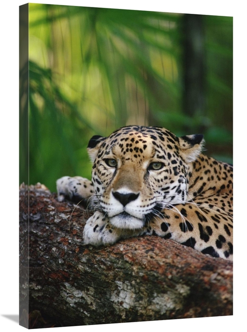 Global Gallery GCS-452810-2030-142 20 x 30 in. Jaguar Portrait, Be