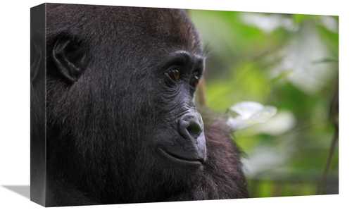 Global Gallery GCS-398073-1218-142 12 x 18 in. Orphan Gorilla, Gab
