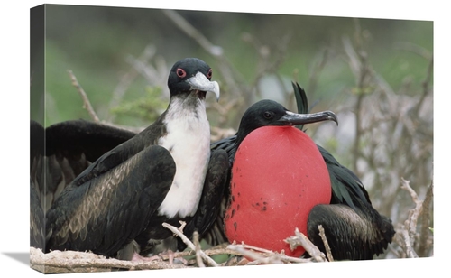 Global Gallery GCS-451517-1624-142 16 x 24 in. Great Frigatebird Femal