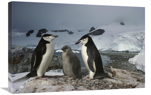 Global Gallery GCS-451717-2030-142 20 x 30 in. Chinstrap Penguin Pair 