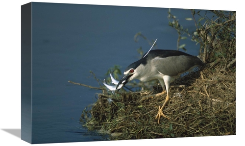 Global Gallery GCS-452389-1218-142 12 x 18 in. Black-Crowned Night Her