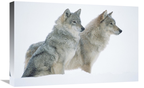 Global Gallery GCS-396530-1624-142 16 x 24 in. Timber Wolf Portrait of