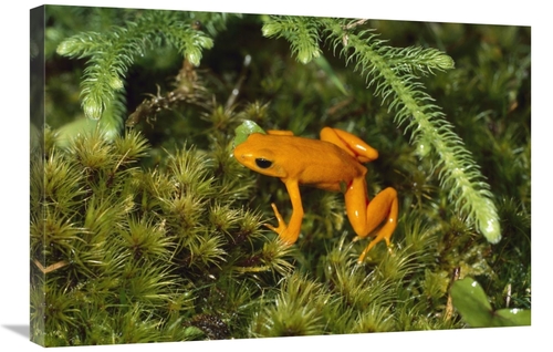 Global Gallery GCS-452644-2030-142 20 x 30 in. Golden Mantella Frog in