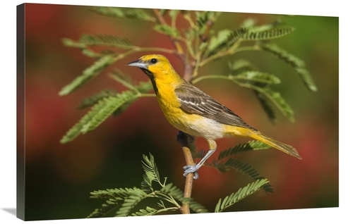 Global Gallery GCS-453358-2436-142 24 x 36 in. Bullocks Oriole Juvenil