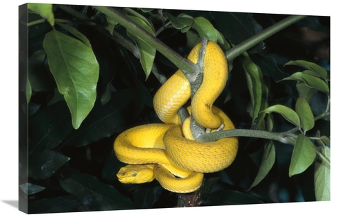 Global Gallery GCS-450821-2030-142 20 x 30 in. Vemonous Mcgregors Pit 