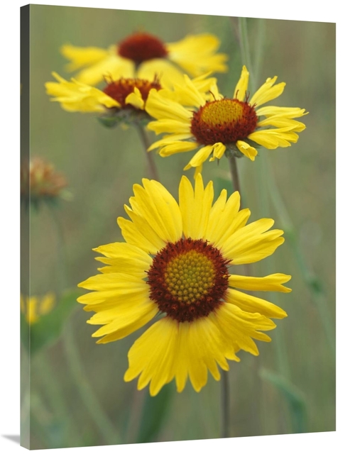 Global Gallery GCS-452232-3040-142 30 x 40 in. Blanketflower Close Up 