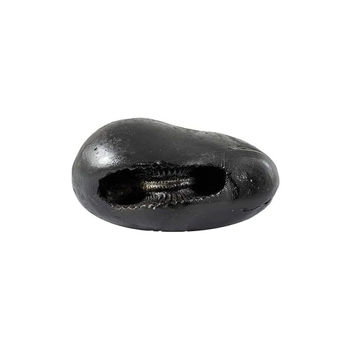 Real Laxmi Narayan Shaligram - 3 Inch Orignal Rare Lakshmi Narayana