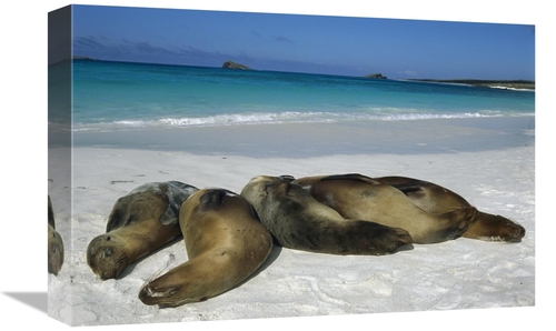 Global Gallery GCS-451835-1218-142 12 x 18 in. Galapagos Sea Lion Grou