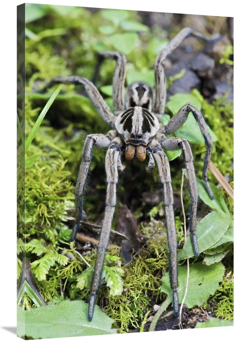 Global Gallery GCS-395549-2436-142 24 x 36 in. Wolf Spider Male, M