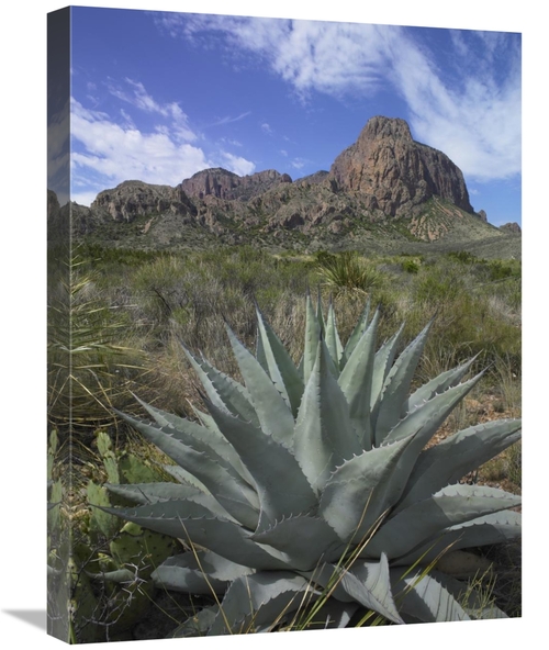 Global Gallery GCS-452190-1824-142 18 x 24 in. Agave Below Emory Peak&