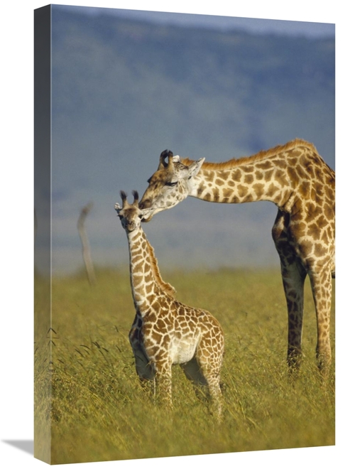 Global Gallery GCS-396083-1624-142 16 x 24 in. Masai Giraffe Mother & 