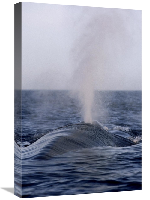 Global Gallery GCS-450600-1624-142 16 x 24 in. Blue Whale Spouting&#44