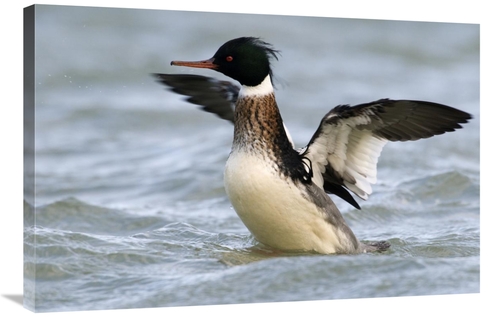 Global Gallery GCS-398232-2436-142 24 x 36 in. Red-Breasted Merganser 