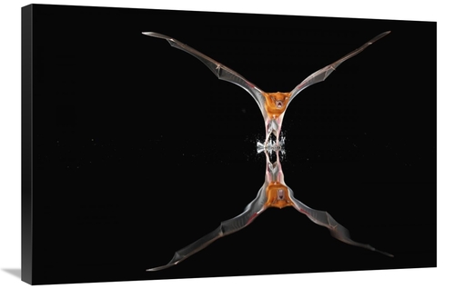 Global Gallery GCS-398565-2436-142 24 x 36 in. Greater Bulldog Bat Fis