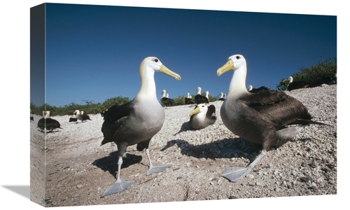 Global Gallery GCS-451079-1218-142 12 x 18 in. Waved Albatrossed on Ne
