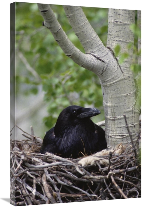 Global Gallery GCS-451898-2436-142 24 x 36 in. Common Raven Incubating