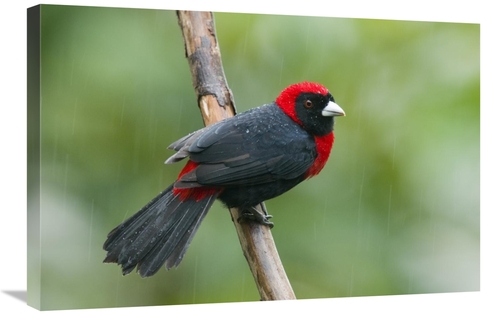 Global Gallery GCS-397315-2030-142 20 x 30 in. Crimson-Collared Tanage