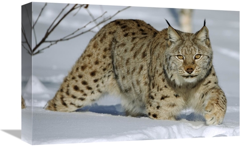Global Gallery GCS-398058-1218-142 12 x 18 in. Eurasian Lynx in Snow&#