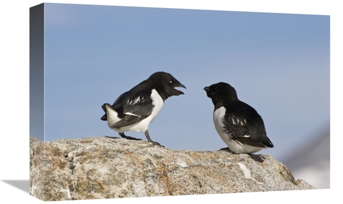 Global Gallery GCS-452705-1218-142 12 x 18 in. Little Auk Pair, Sp